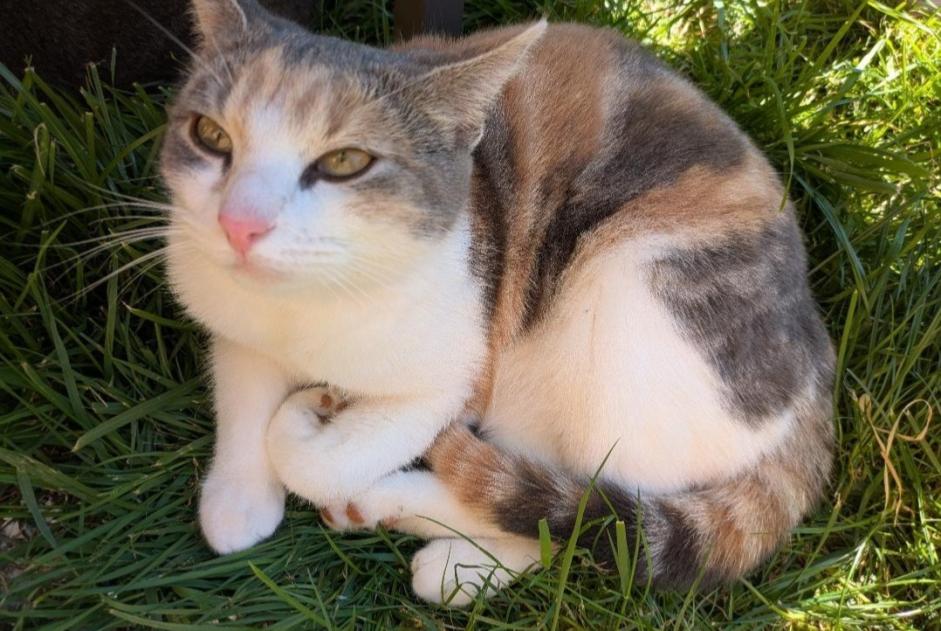 Vermisstmeldung Katze Weiblich , 3 jahre Bernay Frankreich