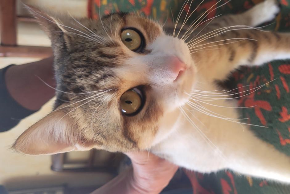 Fundmeldung Katze Männliche Gasny Frankreich