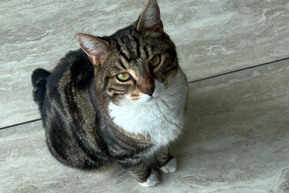 Disappearance alert Cat Male , 8 years Cesseville France