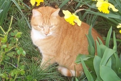 Disappearance alert Cat miscegenation  Male , 6 years Marcilly-la-Campagne France