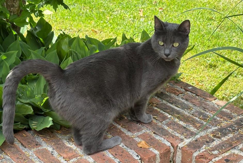 Disappearance alert Cat Female , 2 years Caumont France