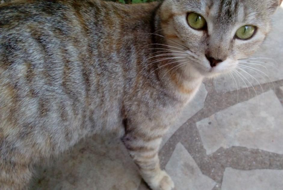 Alerte Disparition Chat Femelle , 4 ans Nassandres sur Risle France Alerte Disparition Chat Femelle , 4 ans Nassandres sur Risle France