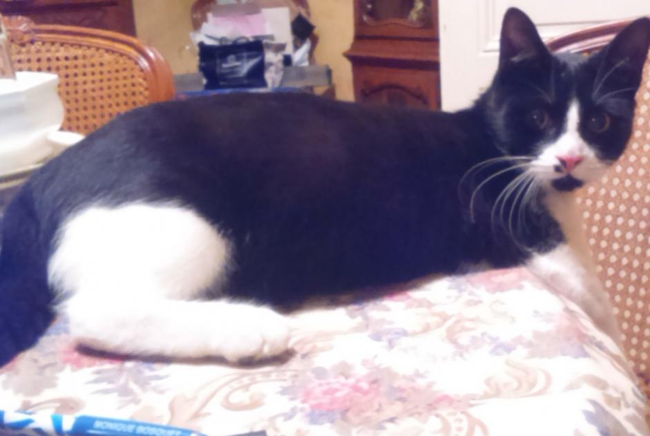 Alerte Disparition Chat Mâle , 7 ans Évreux France Alerte Disparition Chat Mâle , 7 ans Évreux France