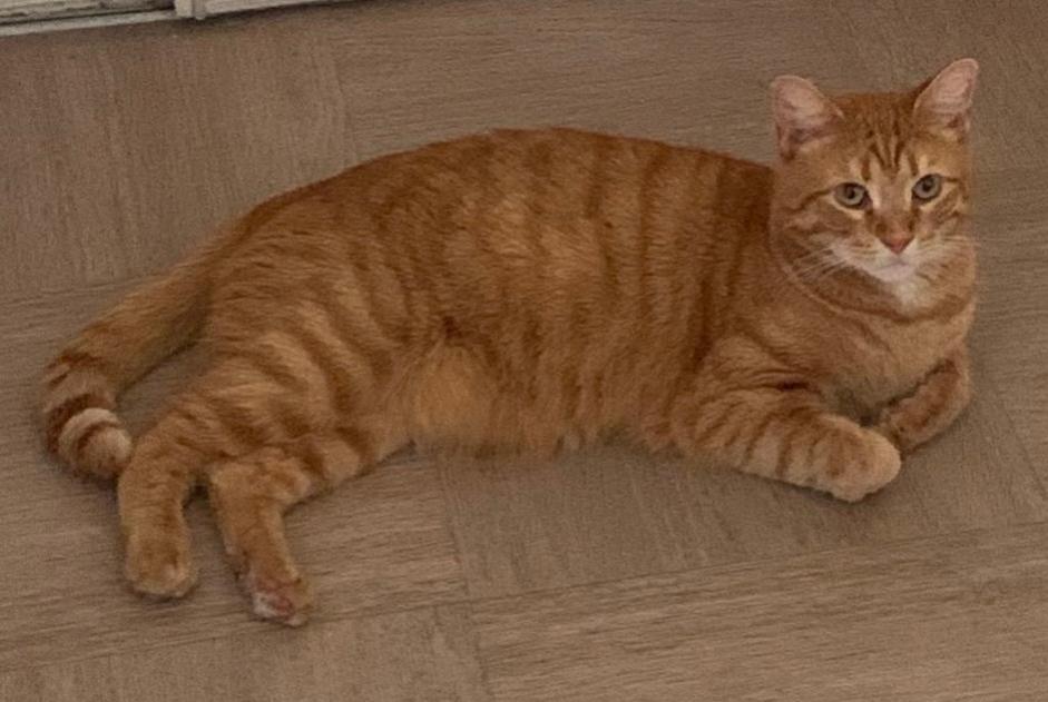 Alerte Disparition Chat Mâle , 7 ans Évreux France Alerte Disparition Chat Mâle , 7 ans Évreux France