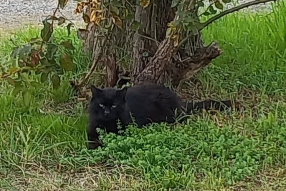 Alerte Disparition Chat Mâle , 13 ans Breteuil France Alerte Disparition Chat Mâle , 13 ans Breteuil France