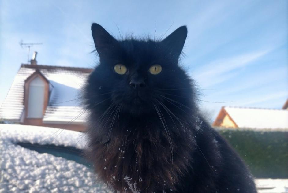 Alerte Disparition Chat croisement  Mâle , 8 ans Évreux France
