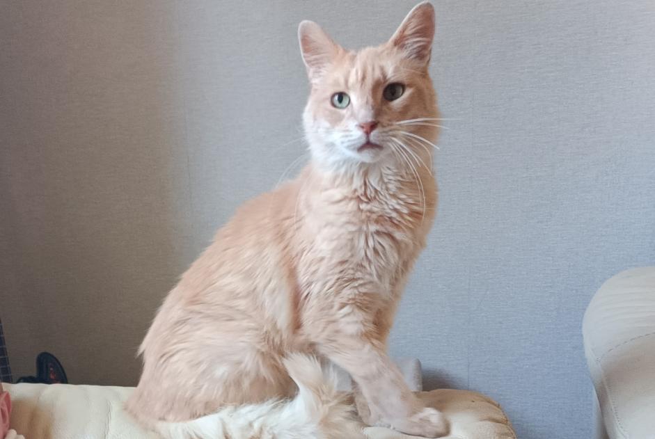 Avviso scomparsa Gatto incrocio di razze Maschio , 11 anni Beaumont-le-Roger Francia Avviso scomparsa Gatto incrocio di razze Maschio , 11 anni Beaumont-le-Roger Francia