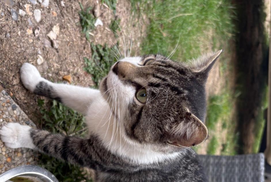 Avviso Ritrovamento Gatto Maschio Les Baux-de-Breteuil Francia