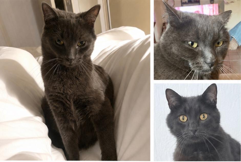 Avviso scomparsa Gatto incrocio di razze  Maschio , 6 anni Marcilly-sur-Eure Francia