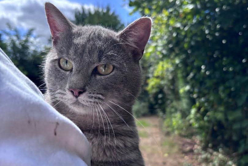 Avviso Ritrovamento Gatto Maschio Frenelles-en-Vexin Francia