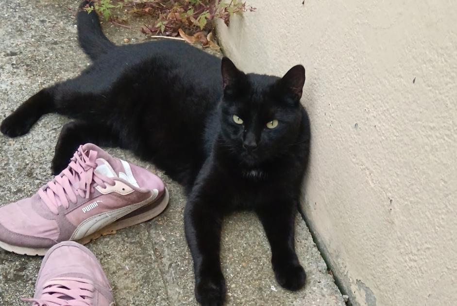 Ontdekkingsalarm Kat Mannetje Évreux Frankrijk